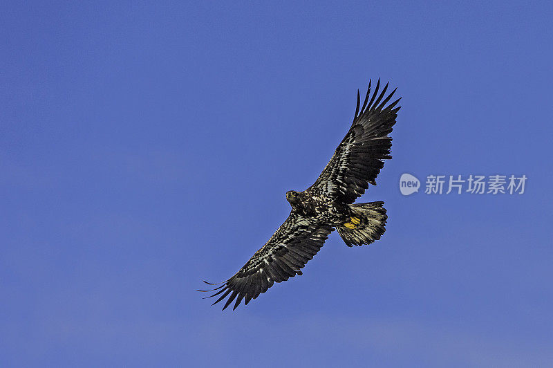 白头秃鹰(Haliaeetus leucocephalus)是一种猛禽，发现于阿拉斯加的锡特卡海峡上空，阿拉斯加。